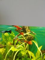 Guppy aquarium Fische Nordrhein-Westfalen - Witten Vorschau