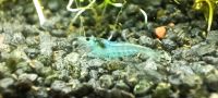 ⭐Blue Jelly Garnele - Neocaridina davidi Blue Jelly / 1€*⭐ Rheinland-Pfalz - Minfeld Vorschau