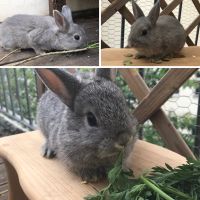 Dringend Kaninchen Jungtiere abzugeben Leipzig - Schleußig Vorschau