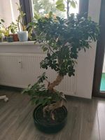 Bonsai Ficus Ginseng inkl. Übertopf. Nordrhein-Westfalen - Lünen Vorschau