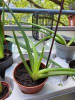 Aloe Vera - Ableger Köln - Mülheim Vorschau