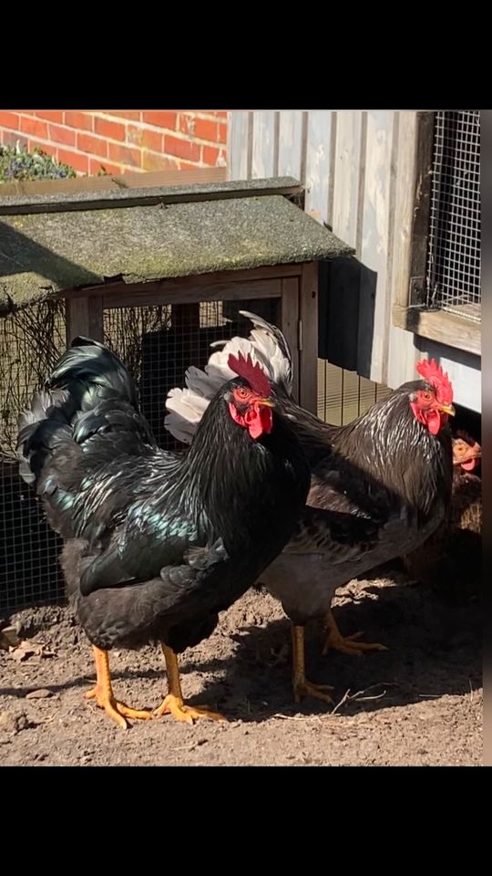 Hähne/ Hennen Reinrassig Barnevelder und Schwedische Blumenhühner in Rhede