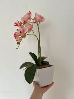 Dekoration Orchidee Niedersachsen - Moringen Vorschau