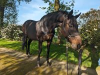 Pferd zur Verfügung Nordrhein-Westfalen - Westerkappeln Vorschau