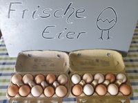 Frische Eier von freilaufenden Hühnern Brandenburg - Werder (Havel) Vorschau