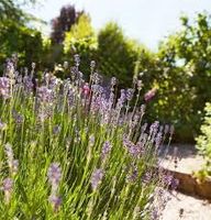 Wir suchen Gartenpflanzen aller Art Wandsbek - Hamburg Poppenbüttel Vorschau