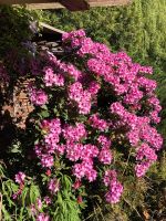 Rhododendron verschiedene Größen Garten Pflanzen rosa lila pink Brandenburg - Potsdam Vorschau