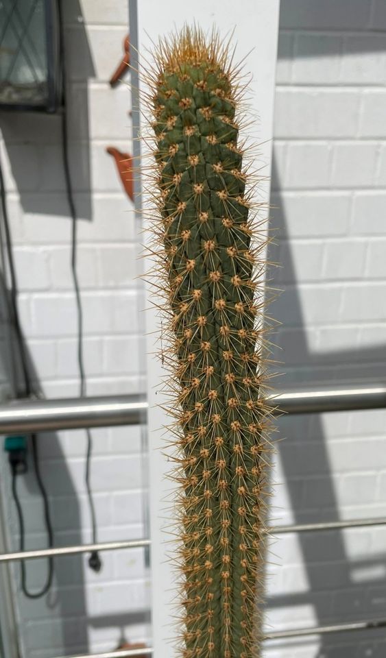 Kakteen Säulenkaktus (Cleistocactus – palhuayensis) Kaktus in Dormagen