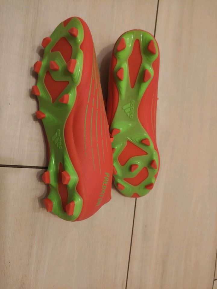 Fußballschuhe Stollen Adidas Predator 45 Neu in Flensburg