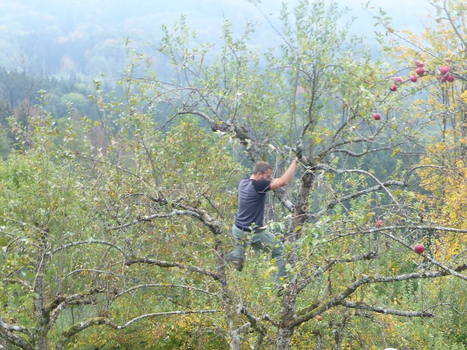 Passionierter Hobby-Obstbauer SUCHT STREUOBSTWIESE oder WALDSTÜCK in Kandern