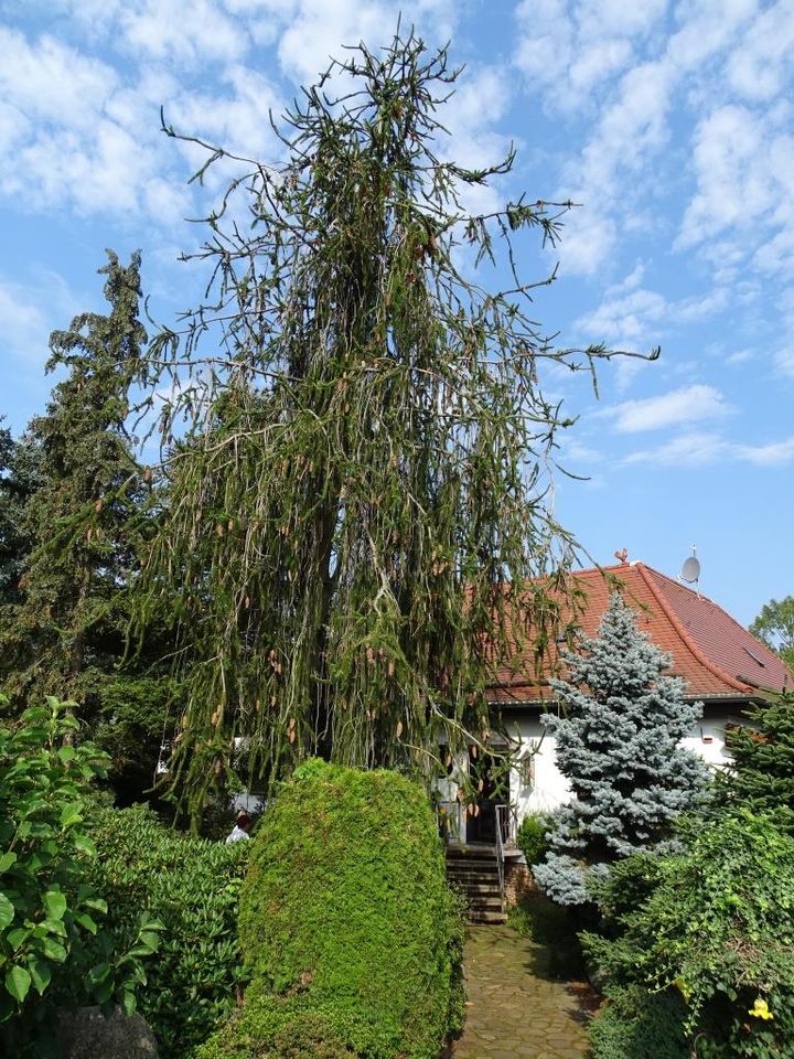 Top Villenartiges Einfamilienhaus mit Wintergarten und Aussenpool in Leipzig