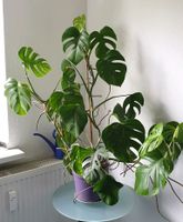 Monstera variegata groß ca. O,90m x 1m Nordrhein-Westfalen - Ratingen Vorschau