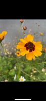 30 Samen Färber-Mädchenauge, Garten Insekten Wildbienen Saatgut Bayern - Baldham Vorschau