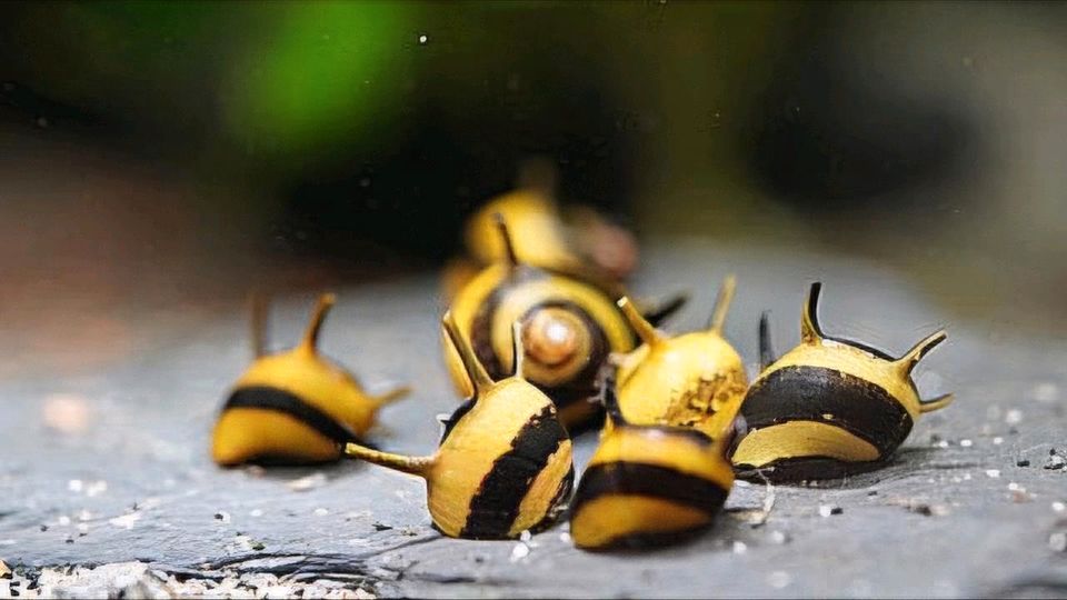 Rennschnecken schwarz/Gelb 10 Stk Hörnchen in Bochum