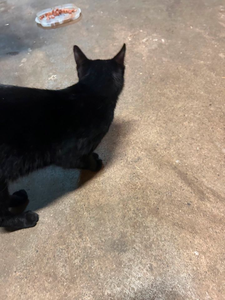 Schwarze Katze zugelaufen, schwarzer Kater (GMH Harderberg) in Georgsmarienhütte