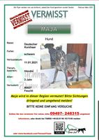 Hund VERMISST- Maja Bayern - Vilseck Vorschau