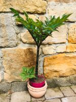 Amorphophallus Konjac Teufelszunge Tränenbaum Gattung Titanwurze Thüringen - Gotha Vorschau