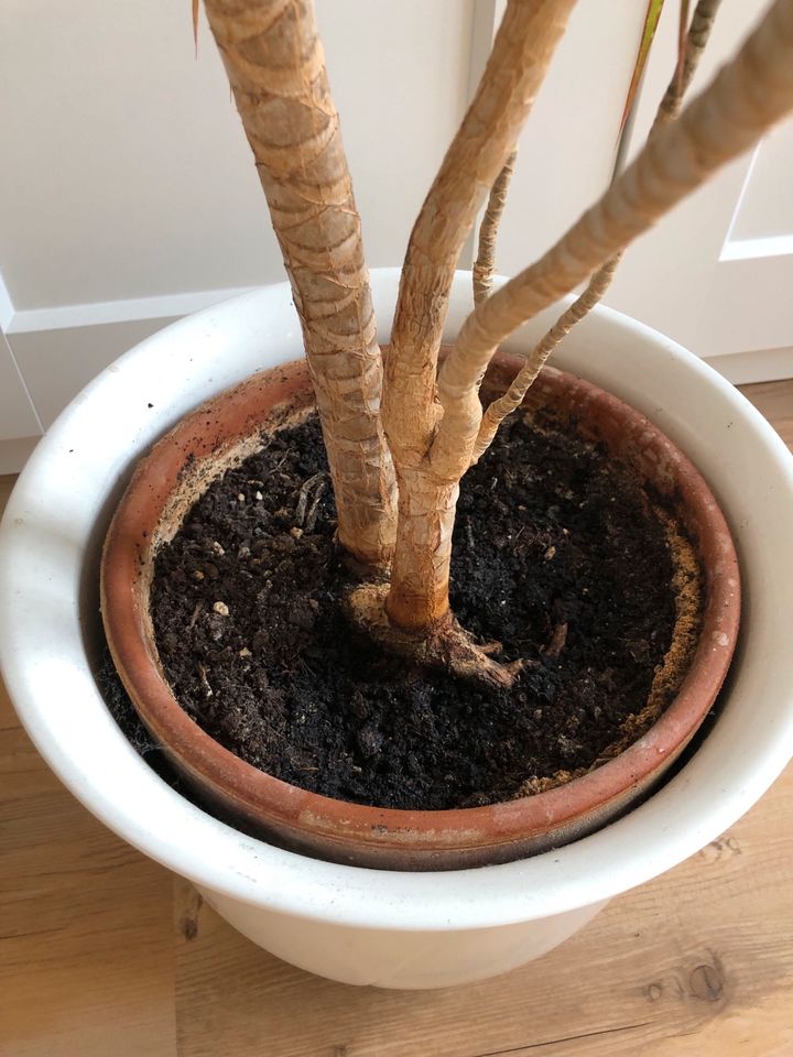 Zimmerpflanze, Topfpflanze, Drachenbaum, 150 cm, Palme, Dracaena in Horgenzell