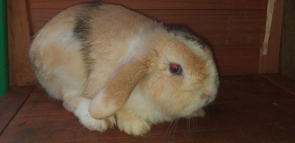 reiner Mini Lop Ramler in Neubrandenburg