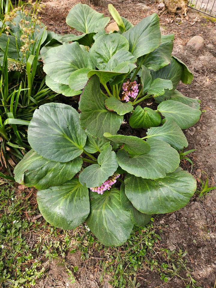 Gartenpflanzen Bodendecker Teichpflanzen in Berlin