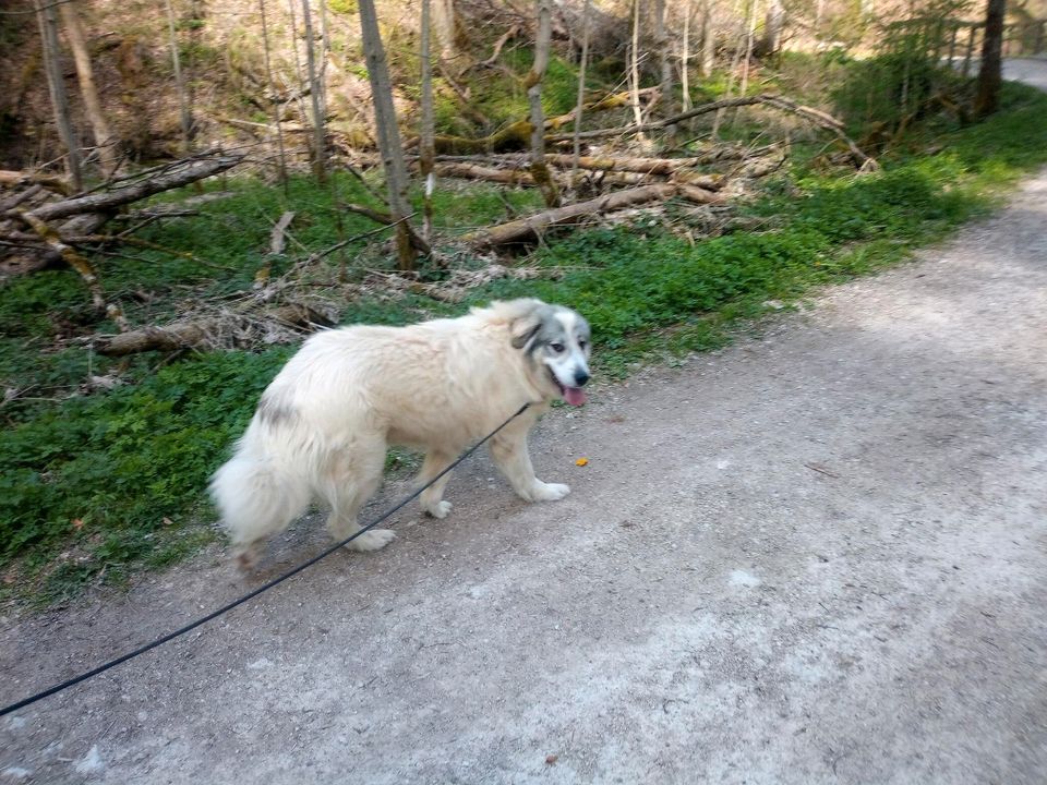 Pyrenäenberghund Hündin in Trochtelfingen