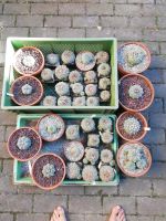 Lophophora Sammlung 50 Jahre aus Wildsamen Hessen - Echzell  Vorschau