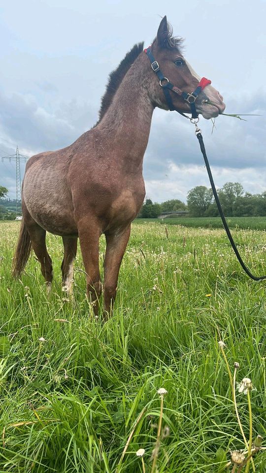 Vollblut Araber Hengst 2 Jahre in Rotenburg