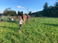 Fahren mit dem eigenen Pferd Hessen - Gladenbach Vorschau