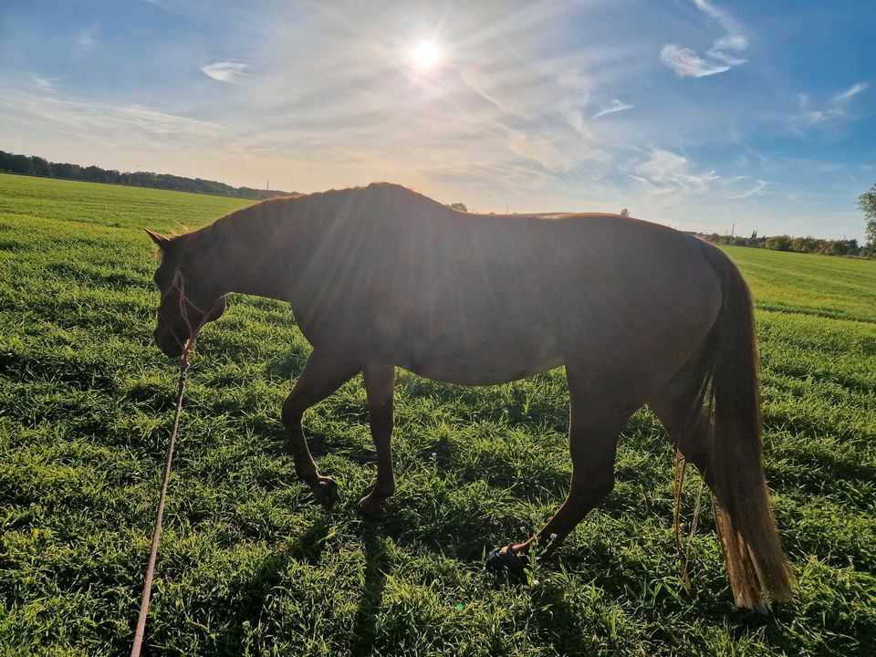 Reitbeteiligung zu vergeben in Doberlug-Kirchhain