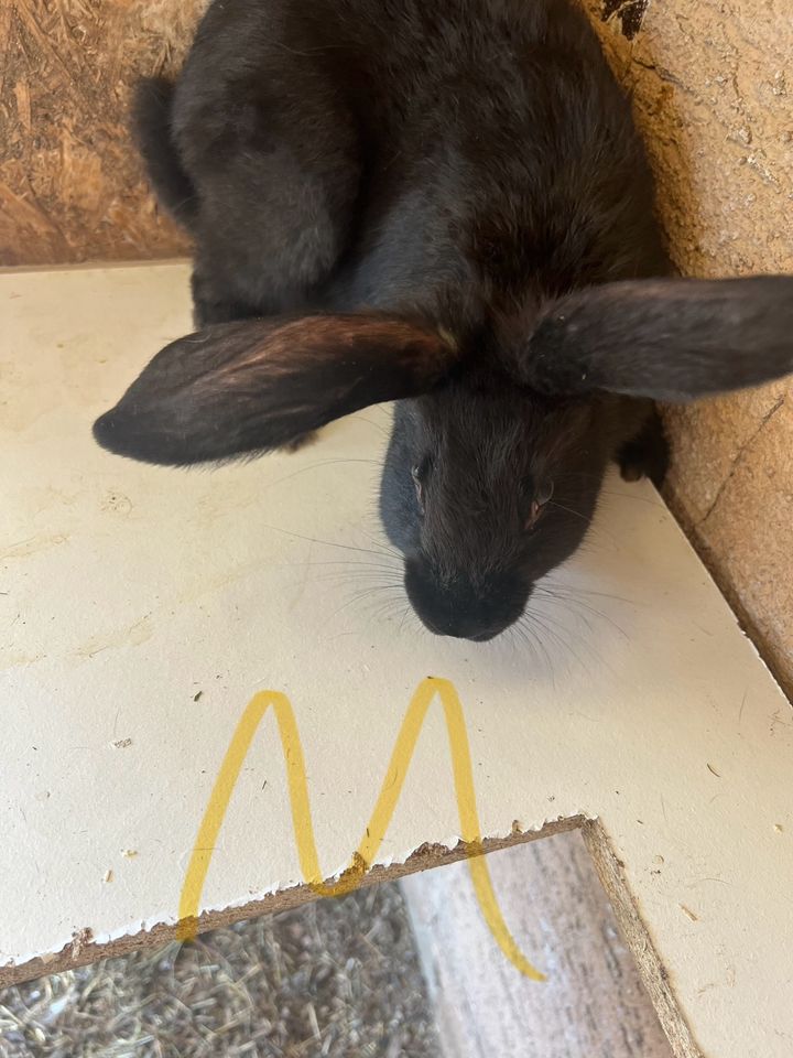 Stallkaninchen zu verkaufen in Bruchsal