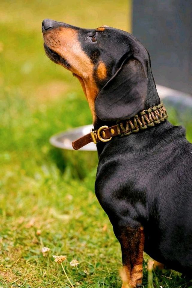 Paracord-Leder Hundehalsband in Rothenburg