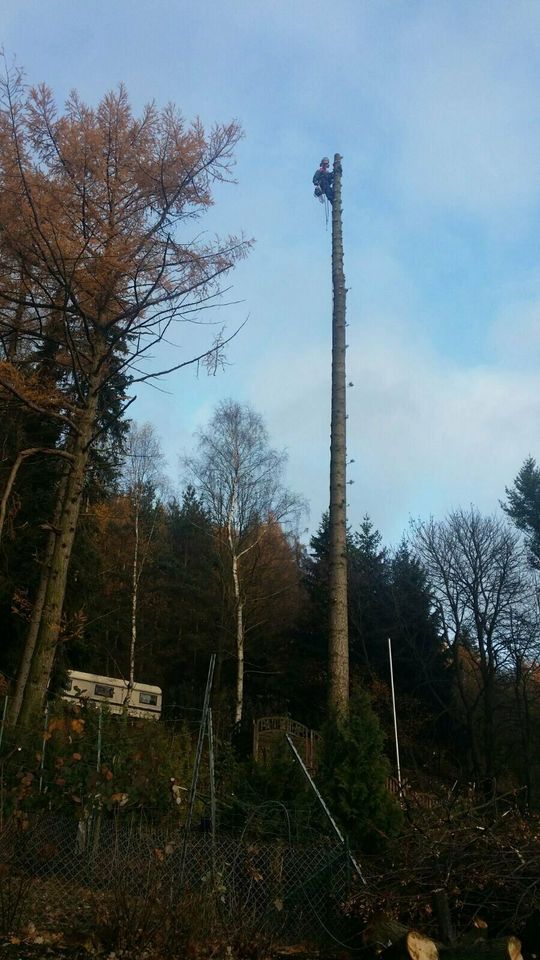 Forstdienstleistungen Baumfällung Waldpflege Forst Wald Baum Holz in Liebstadt