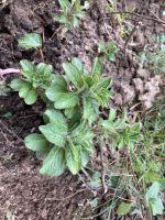 Gartenkräuter abzugeben Zitronenmelisse, Oregano, Minze Nordrhein-Westfalen - Borgholzhausen Vorschau