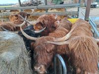 Highland Rinder Verschiedenen Alters Niedersachsen - Clenze Vorschau