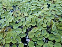 Büschelfarn Schwimmpflanze Garnelen AQ Nordrhein-Westfalen - Velbert Vorschau