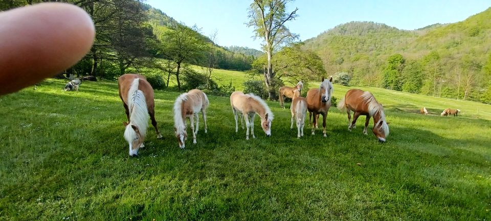 Haflinger -Fohlen in Wernigerode