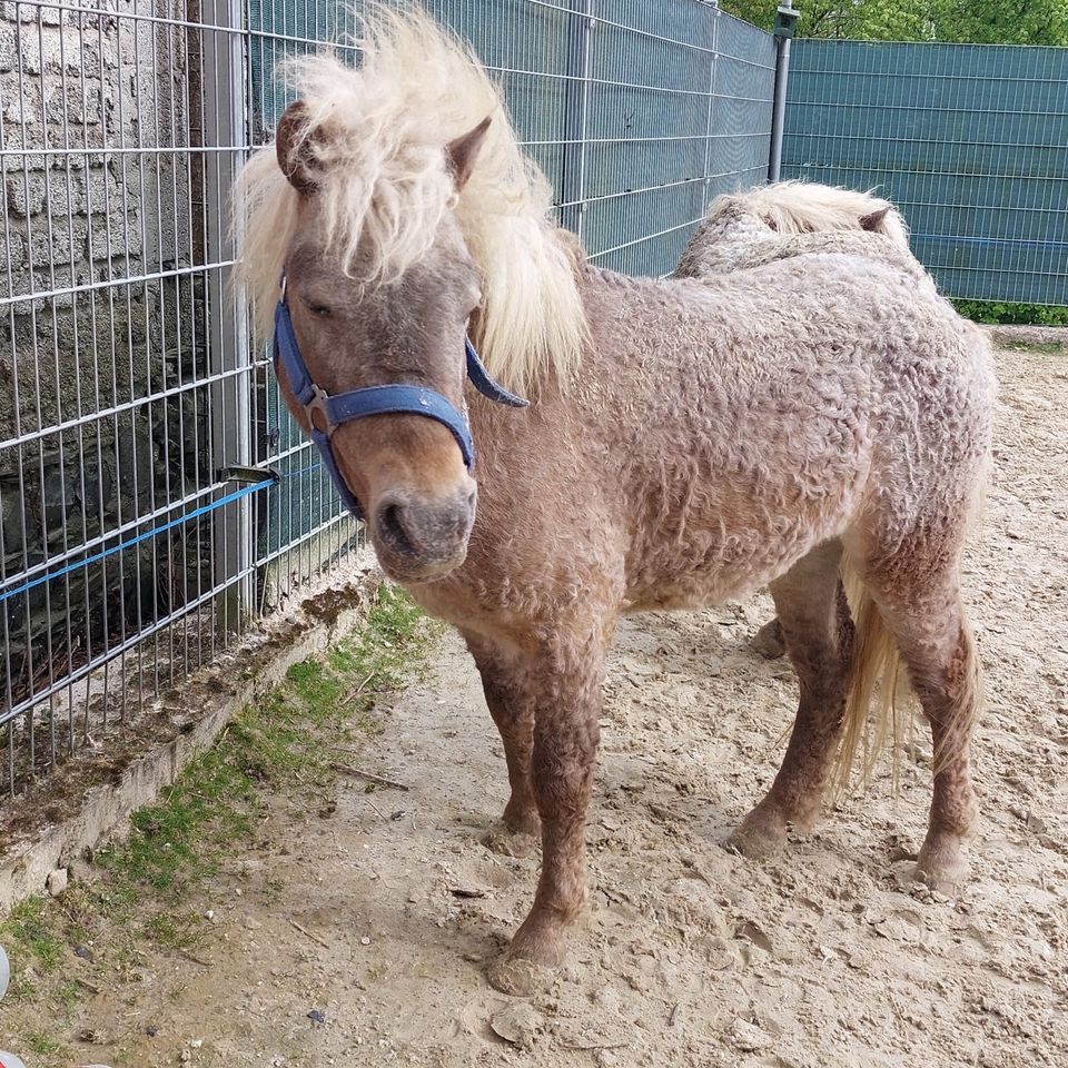 Verkaufe wunderschöne Shetty Wallach in Oberhonnefeld-Gierend