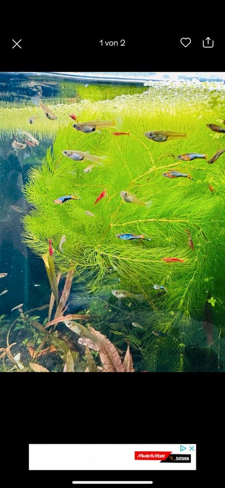 Endler Guppy, Poecilia wingei Blue Star in Kirchheim unter Teck