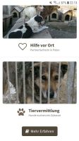 Suche Spenden für Tierschutz Hundezubehör ect. Schleswig-Holstein - Mildstedt Vorschau