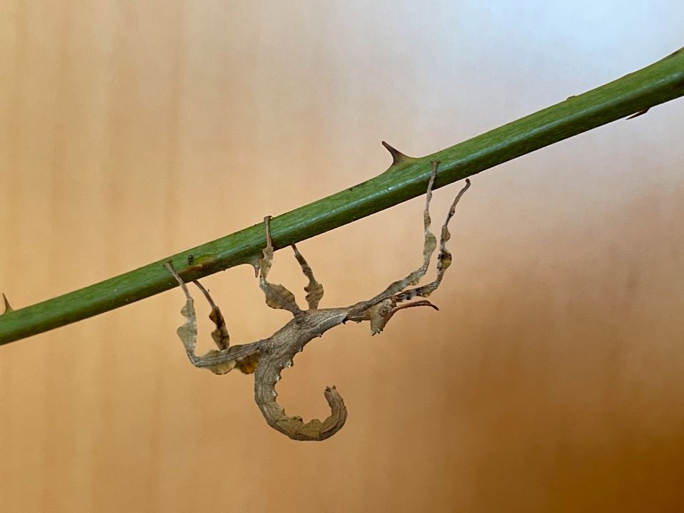 Gespenstschrecke Extatosoma tiaratum lichen Eier und Jungtiere in Baden-Baden