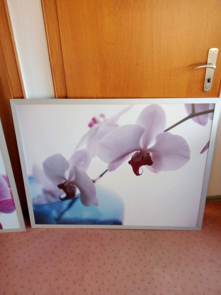 Zwei Orchideen Bilder zu verkaufen in Arnsberg
