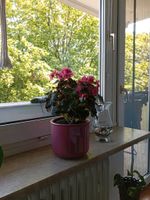 Blumen mit Übertopf (Begonia hiemalis)37cm hoch München - Milbertshofen - Am Hart Vorschau