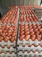 Eier, Freilandeier, Braune Eier, Hühner Niedersachsen - Gehrde Vorschau