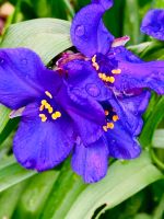 Violette  Garten-Dreimasterblume, Tradescantia x andersoniana Hessen - Weilburg Vorschau