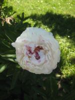 Pfingstrose      weiß gefüllt         2 Blüten Brandenburg - Kolkwitz Vorschau