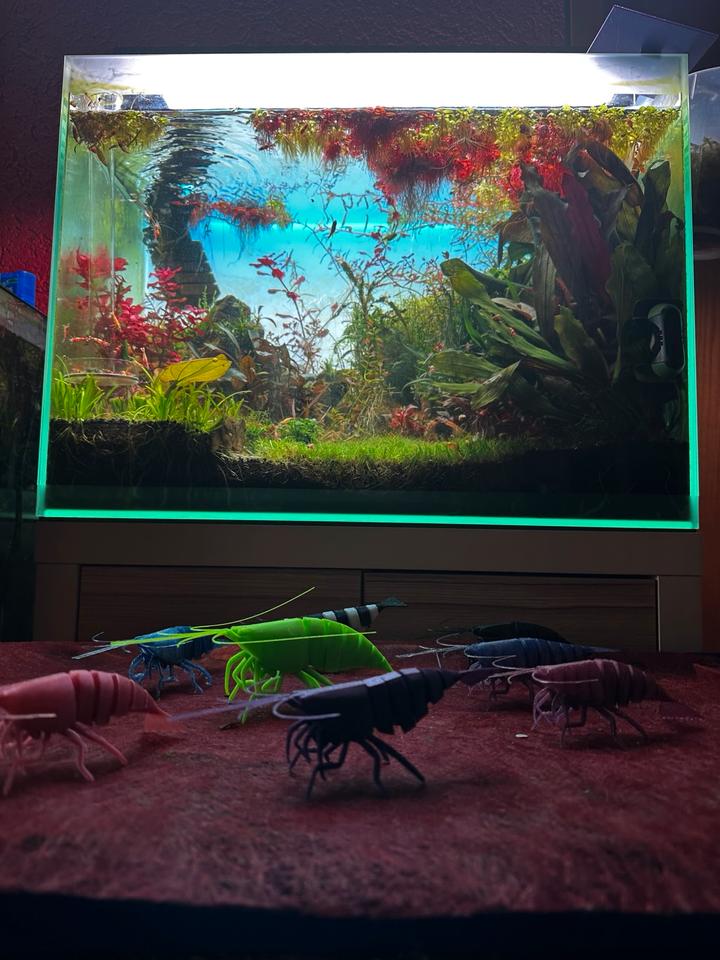 3D Garnele Caradina Neocaradina im Aquarium leben aus Kunstoff in Dietzhölztal