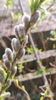 verschiedene Weiden-Arten, "Bienennahrung" Niedersachsen - Nordenham Vorschau