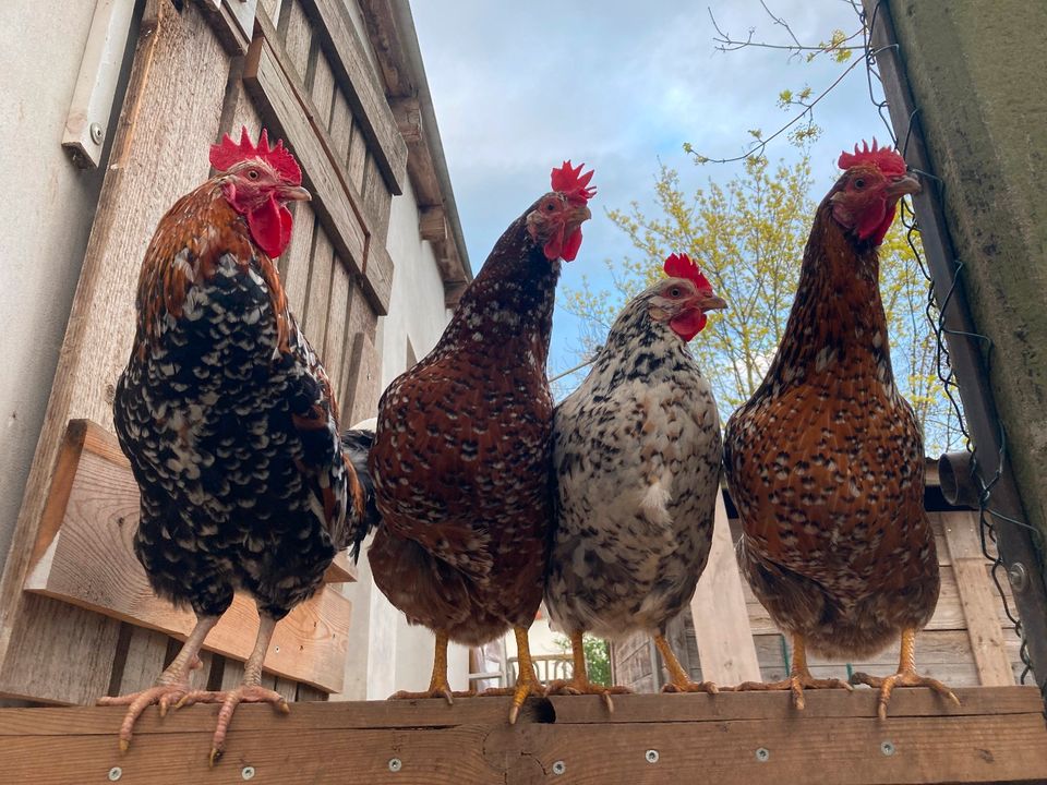 Schwedisches Blumenhuhn Eier in Haßloch