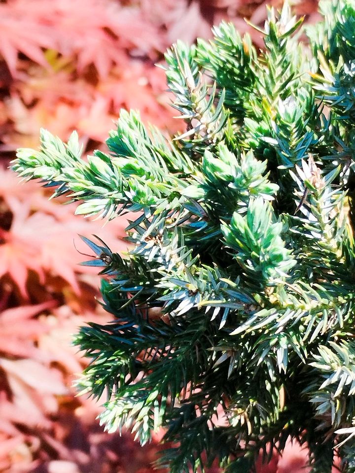 Bonsai Yamadori Gemeiner Wacholder Juniperus Communis in Marl