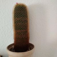 Kaktus. Blühend .Zimmerpflanze Köln - Kalk Vorschau
